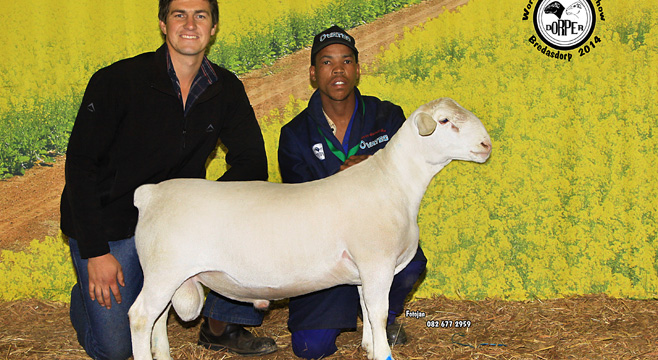 3rd place – Lamb between 65kg and 75kg