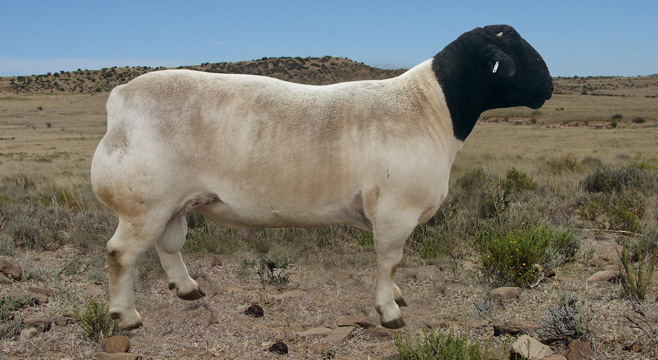 Mac – Sire of Reserve World Champion Ewe 2014