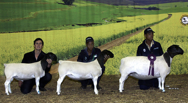 Senior Reserve World Champion Ewe 2014 with 2 of her offspring